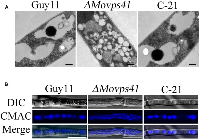 FIGURE 7