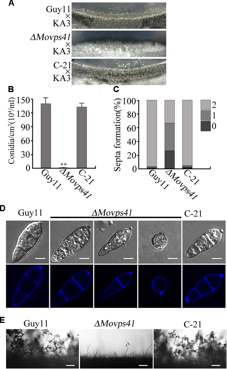 FIGURE 3