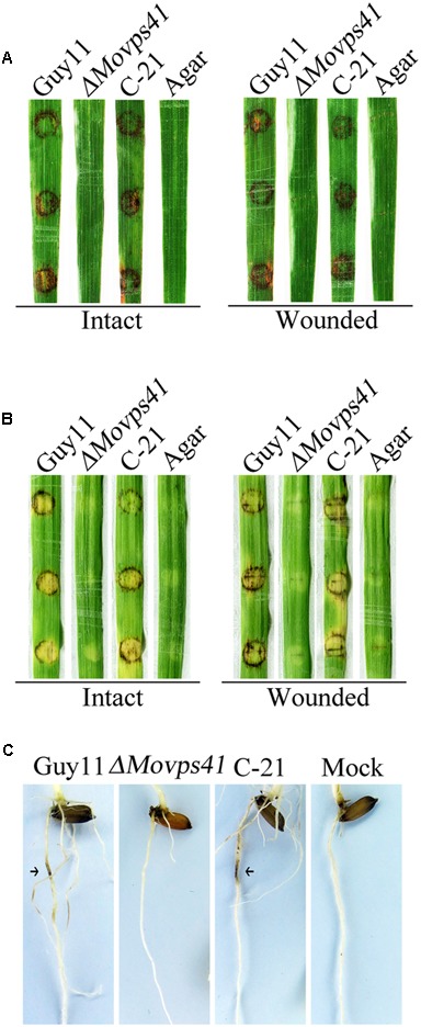 FIGURE 4