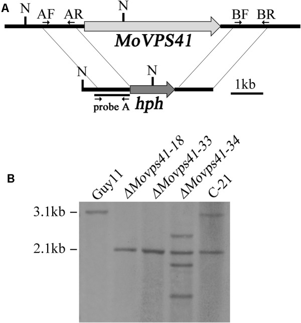 FIGURE 1