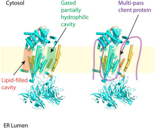 graphic file with name nihms-1694585-f0001.jpg