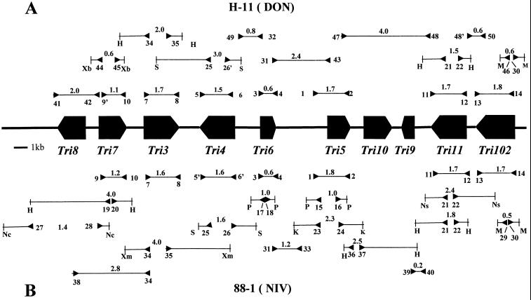 FIG. 1