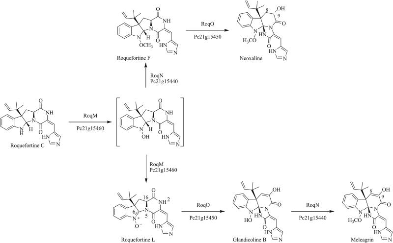 Scheme 2