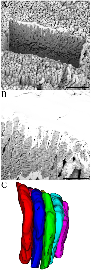 Fig. 3