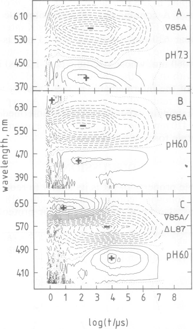 graphic file with name pnas01078-0081-a.jpg