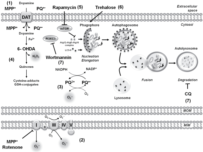 Fig. 7.