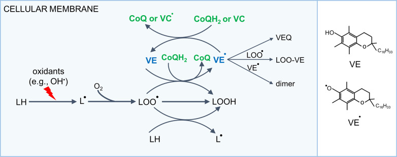 FIGURE 11.