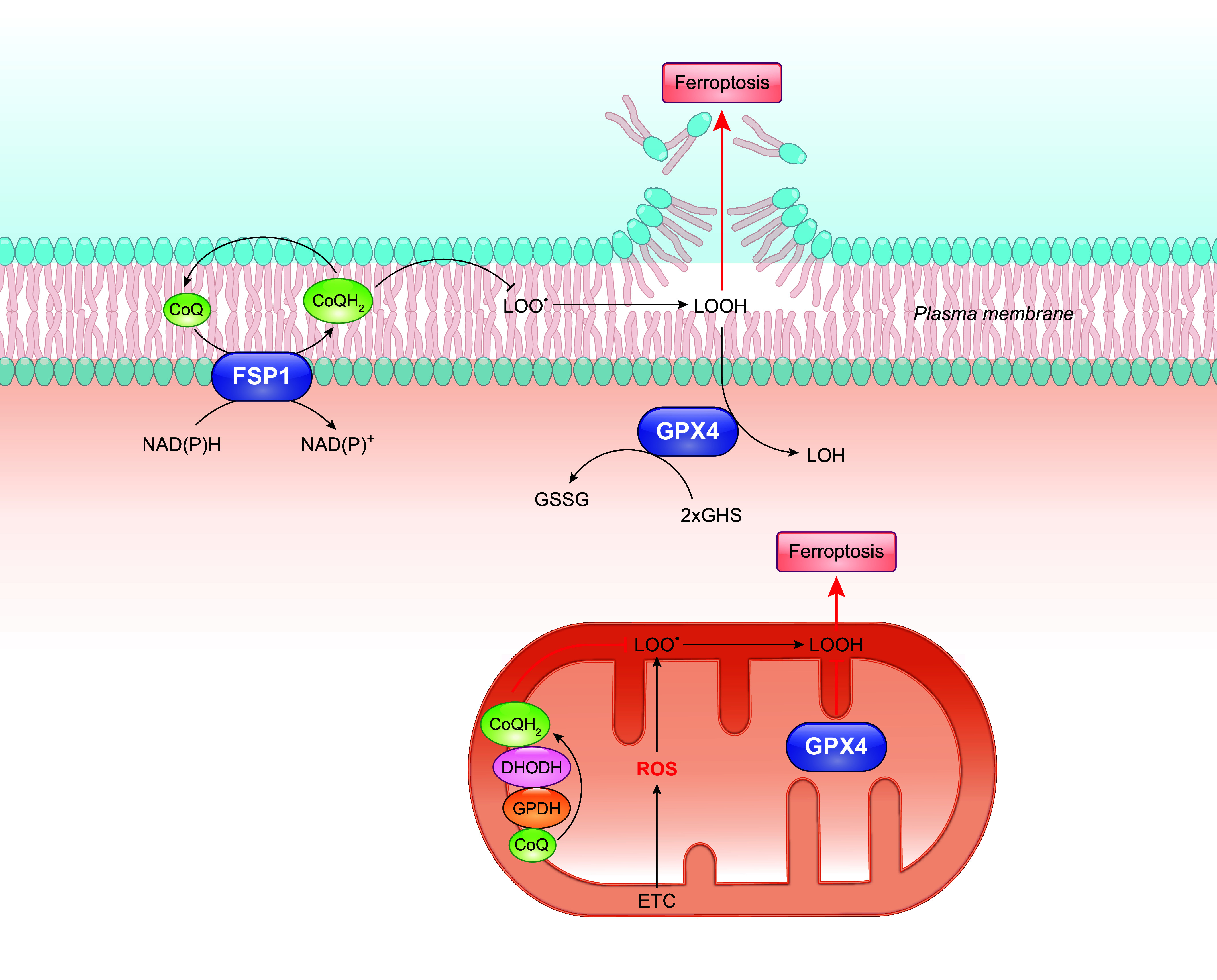 FIGURE 13.