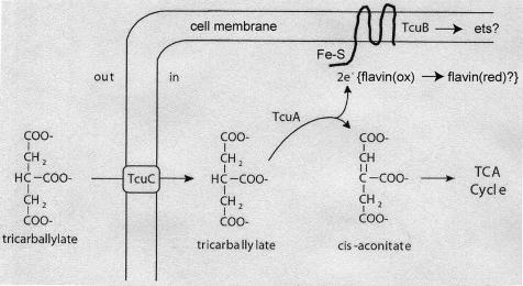 FIG. 9.