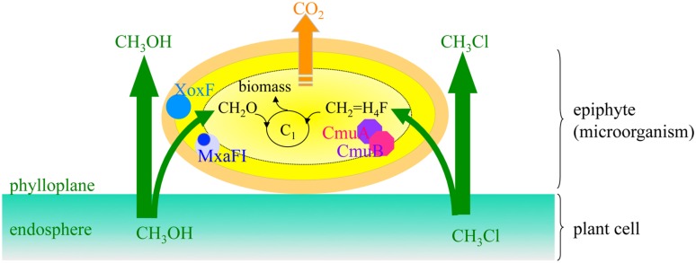 FIGURE 4