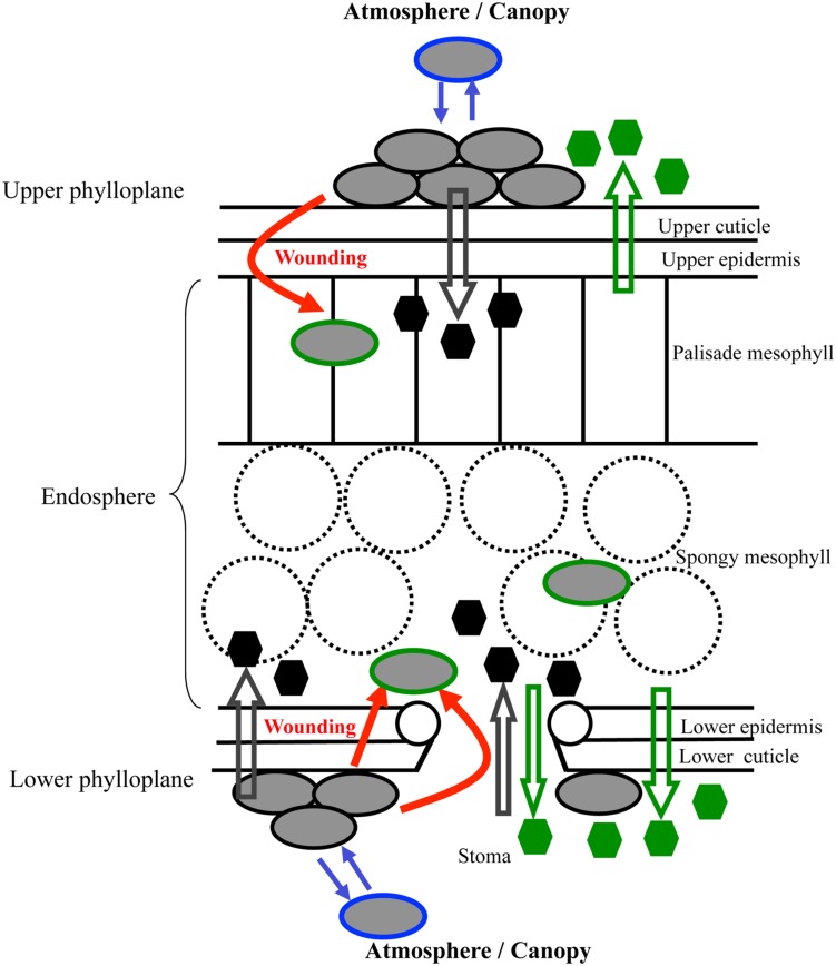 FIGURE 1