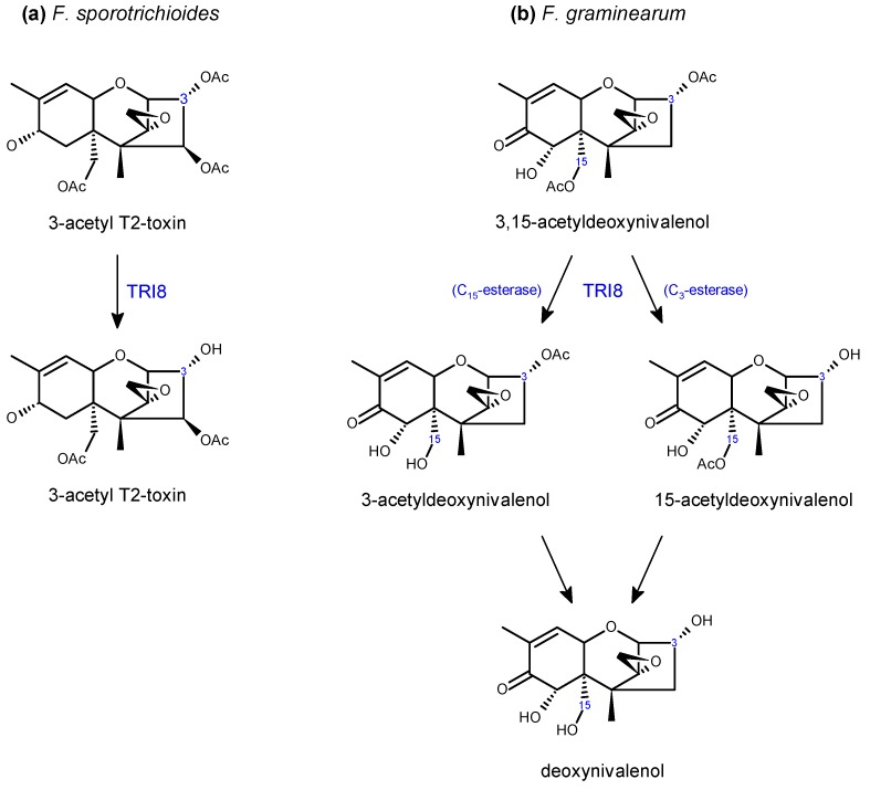 Scheme 5