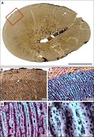 Fig. 4