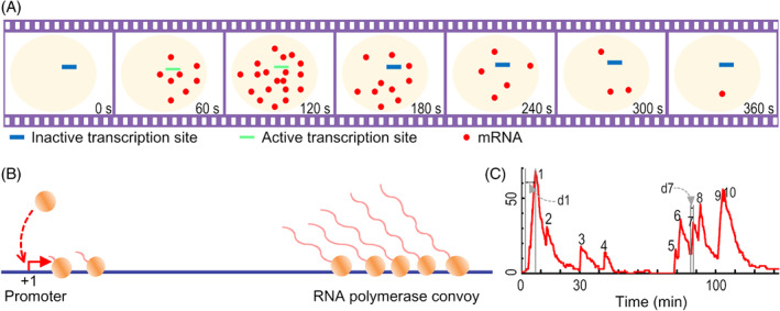 BRV-12452-FIG-0001-c