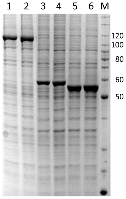 Fig. 6