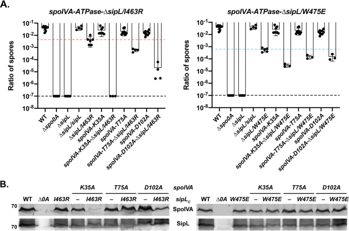 FIG 6