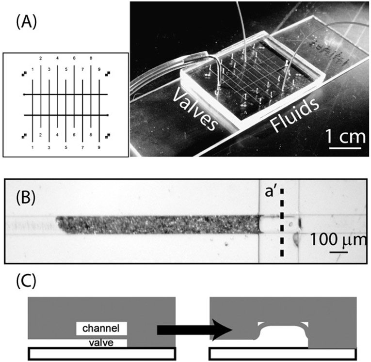 Fig. 1