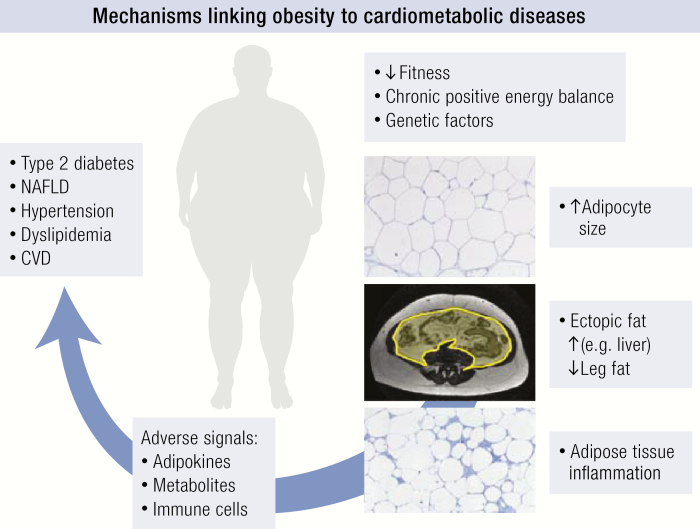 Graphical Abstract