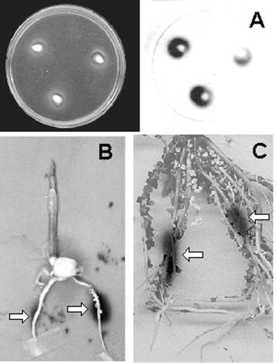 FIG. 5