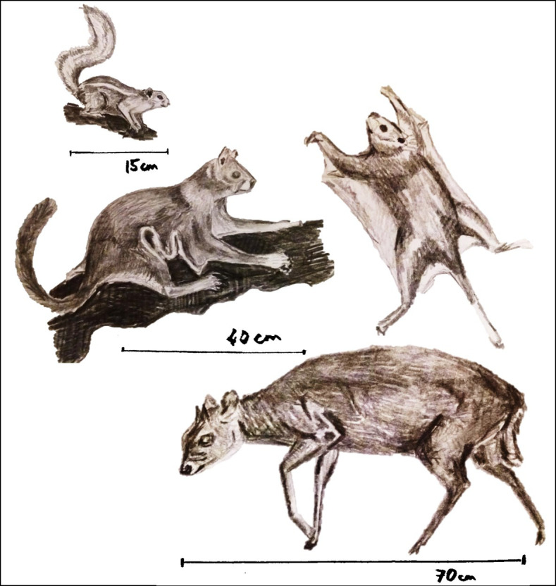 Figure 1—figure supplement 1.
