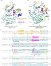 Crystal structure of A. spiralis KKT14 reveals similarity to the Bub1 kinase domain. (a,b) Cartoon representation of A. spiralis KKT14365–640 (a) and human Bub1 kinase domain (PDB accession 6F7B