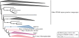 Phylogeny of KKT15 and related WD40 repeat proteins. Subtree of the full phylogeny presented in electronic supplementary material, figure S3a