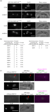 N-terminal region of KKT14 binds KKT15. (a) Ectopically expressed GFP-KKT14N2–357 localizes at kinetochores, while GFP-KKT14C358–685 does not. K and N stand for the kinetoplast (mitochondrial DNA) and nucleus, respectively