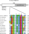 KKT14 has a putative ABBA motif. Schematic of the T. brucei KKT14 protein and a multiple sequence alignment showing a putative ABBA motif (consensus Fx[ILV][FHY]x[DE]
