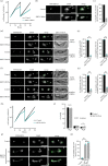 KKT14 is essential for accurate chromosome segregation in trypanosomes. (a) Growth curve upon RNAi-mediated knockdown of KKT15 using an RNAi construct against its 3’ UTR