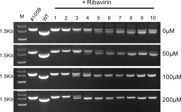 Fig 6