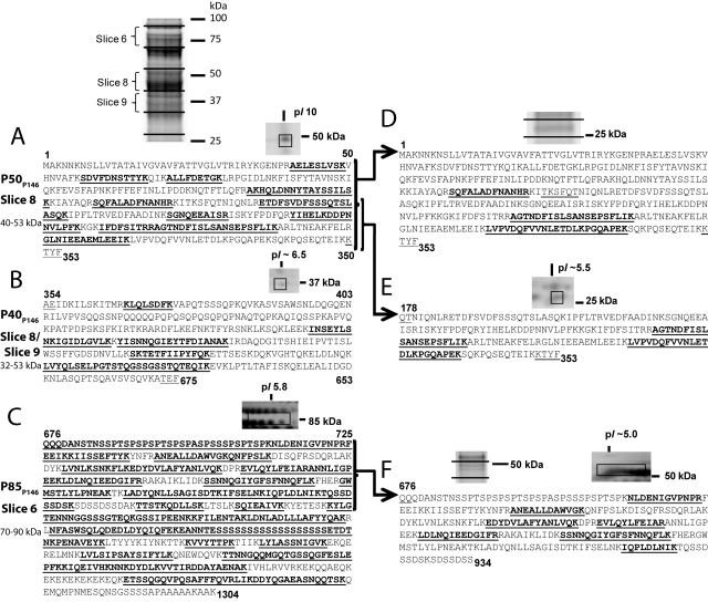 FIG 1 