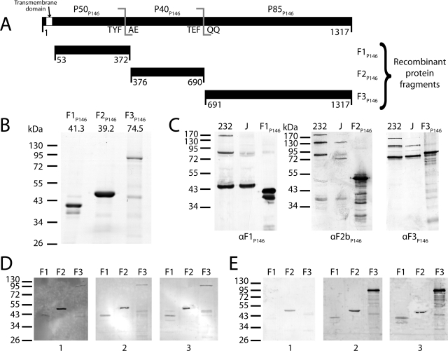 FIG 2 