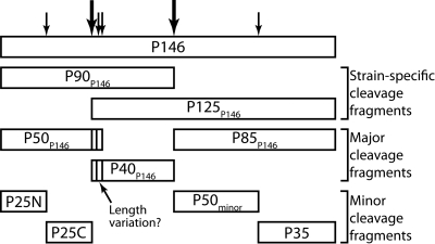 FIG 5 