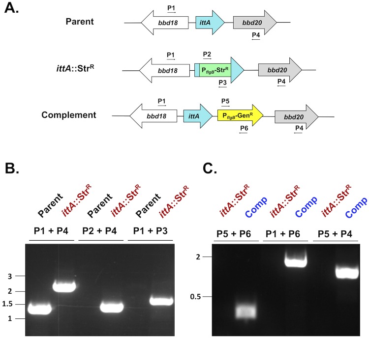 Fig 2