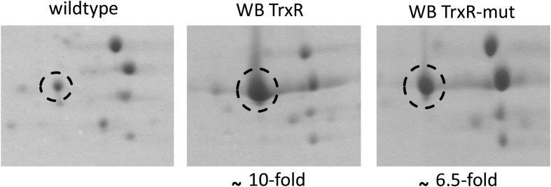 Fig. 2