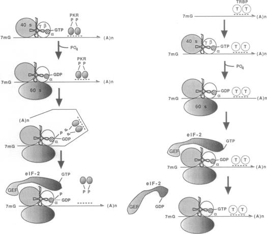 graphic file with name pnas01133-0116-a.jpg