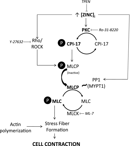 Fig. 10.