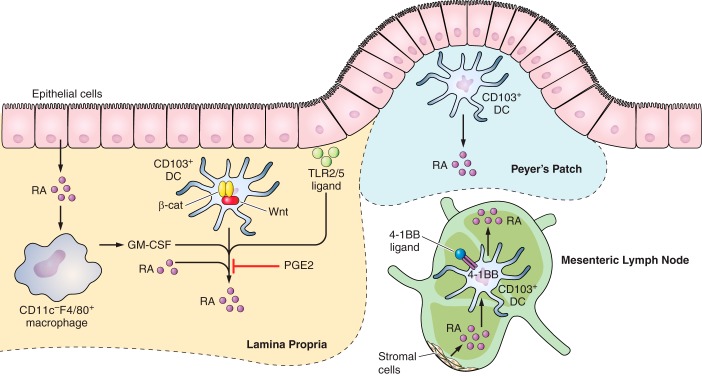 FIGURE 1.