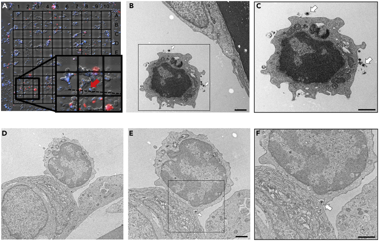 Figure 3