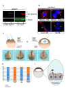 Figure 1. <b>Purified Bighead Strep-Tag induces Lrp6 relocalization and promotes expansion of anterior tissues in <i>Xenopus laevis</i></b>