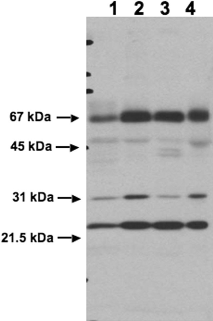 Fig. 6.