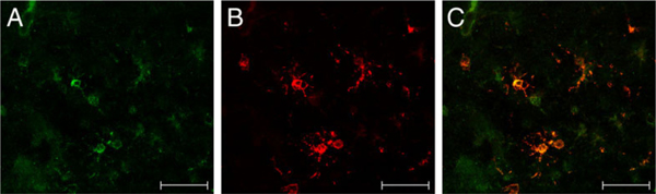 Fig. 9.