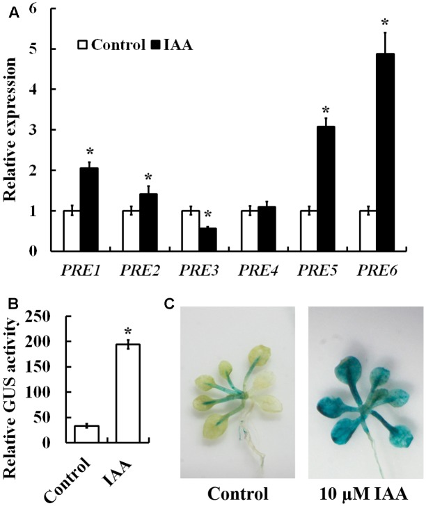 FIGURE 1