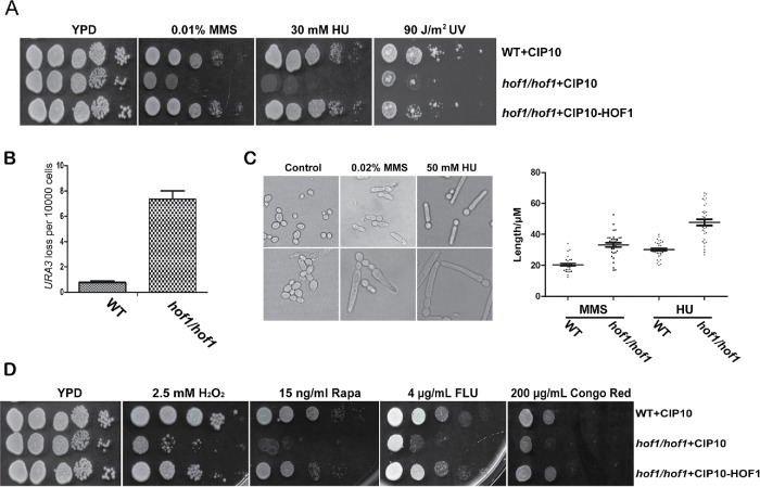 FIGURE 3: