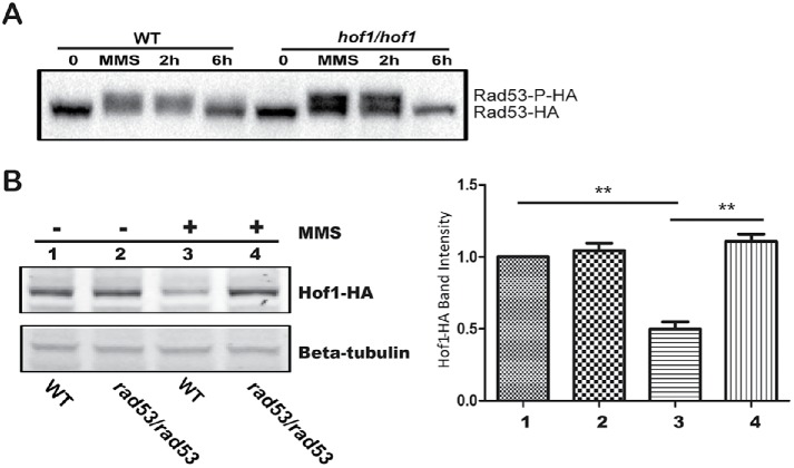 FIGURE 6: