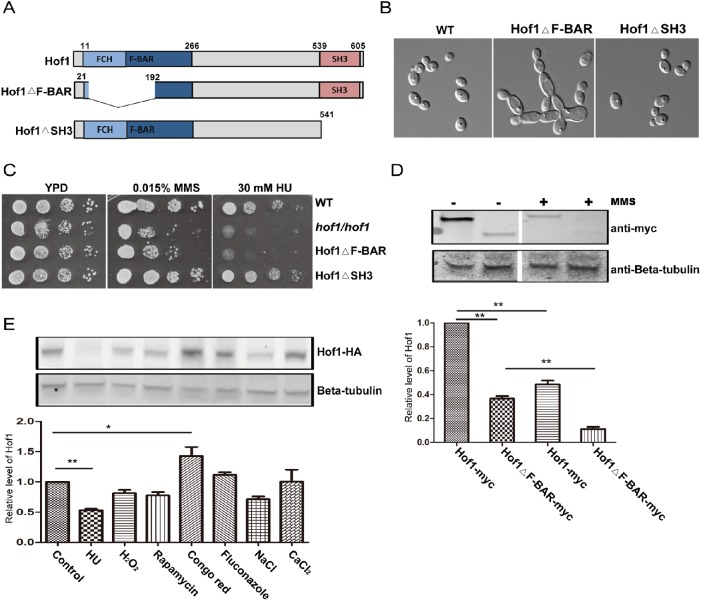 FIGURE 4: