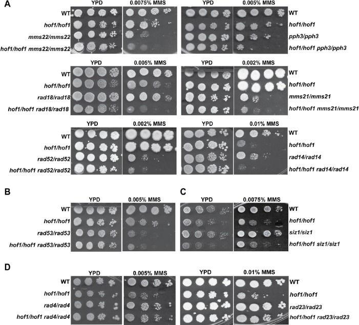 FIGURE 5: