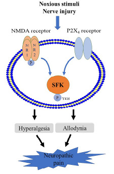 Fig. (2)