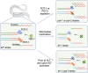 Graphical Abstract