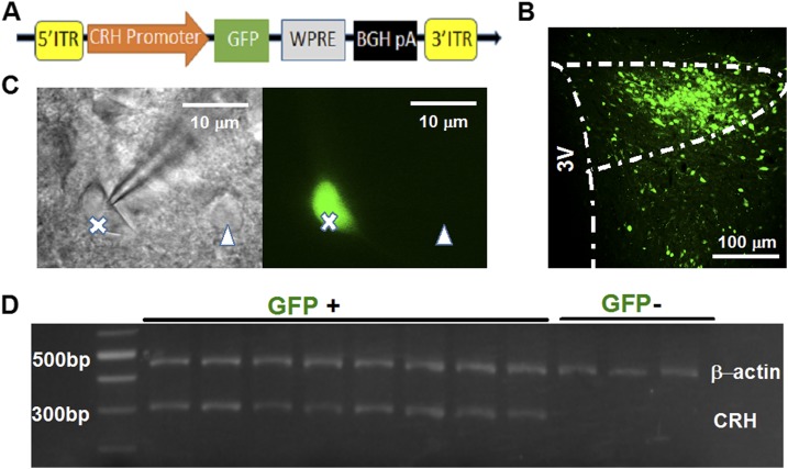 Figure 1.